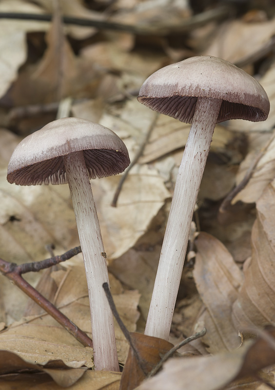 Mycena pelianthina